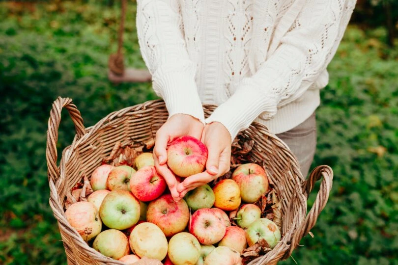 apple-harvest-2022-08-01-03-57-49-utc-810x540